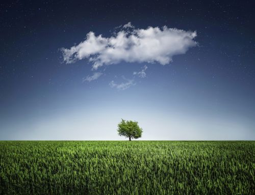 The strongest trees grow against the wind