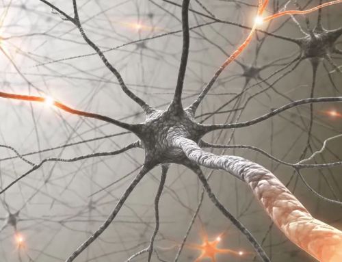 Pruning of neurons: how forgetting keeps your brain efficient