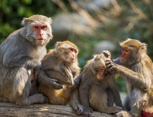 What the lie about 8 wet, cold monkeys can tell us about the dangers of storytelling